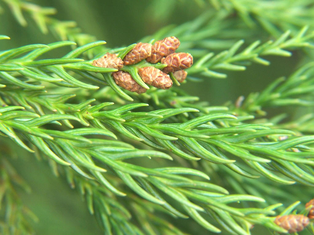  p>日本柳杉(拉丁学名: i>cryptomeria japonica  /i>(l. f.) d.
