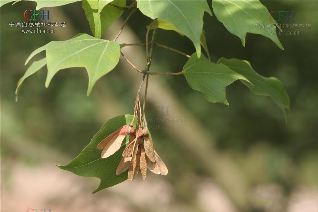  p>三角槭,别名: a target="_blank" href="/item/三角枫/3060892"