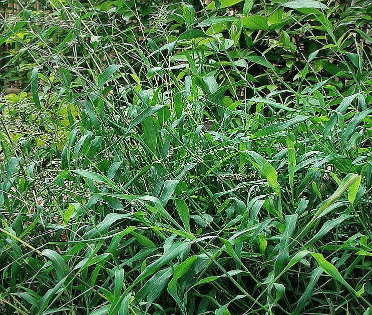  p>玫瑰草是 a>禾本科 /a> a>被子植物门 /a>的一种大量生长的野草.