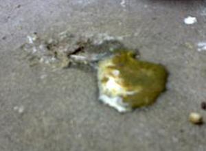 绦虫病是 a href="#" data-lemmaid="1235112">猪肉绦虫 /a>或牛肉