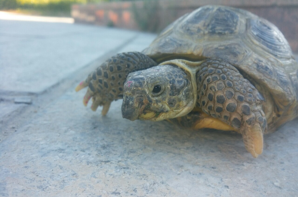  p>又叫旱龟,体形较为短小,背甲长度为12—16厘米,宽度为10—14厘米