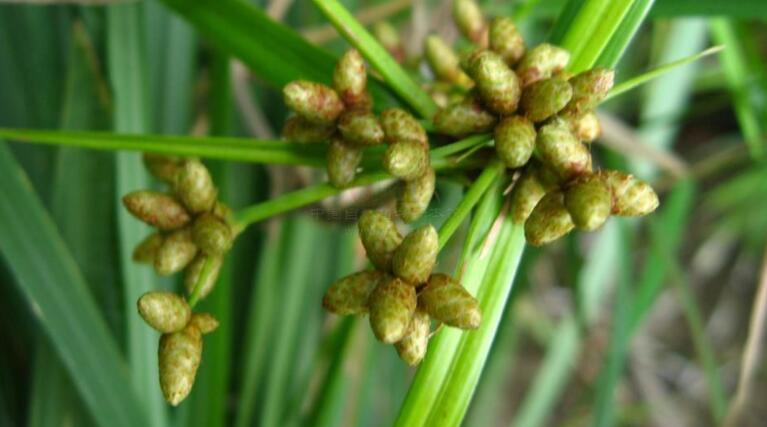  p> a target="_blank" href="/item/双柱头藨草/3915311" data-lemma