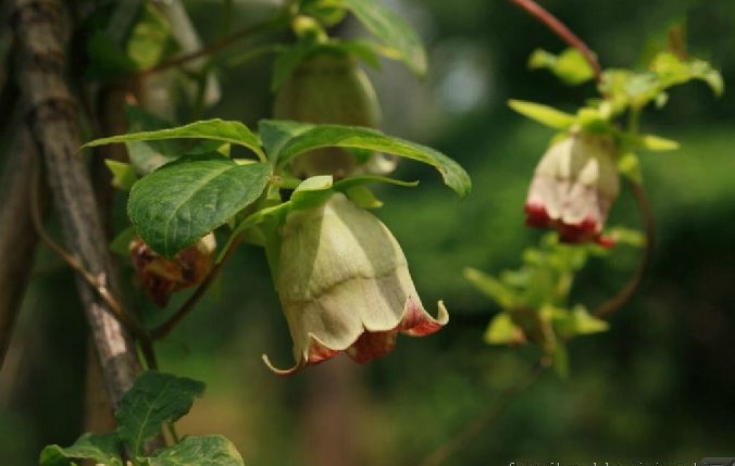  p data-id="tzpraoht0tcp">羊乳为桔梗科党参属的植物.