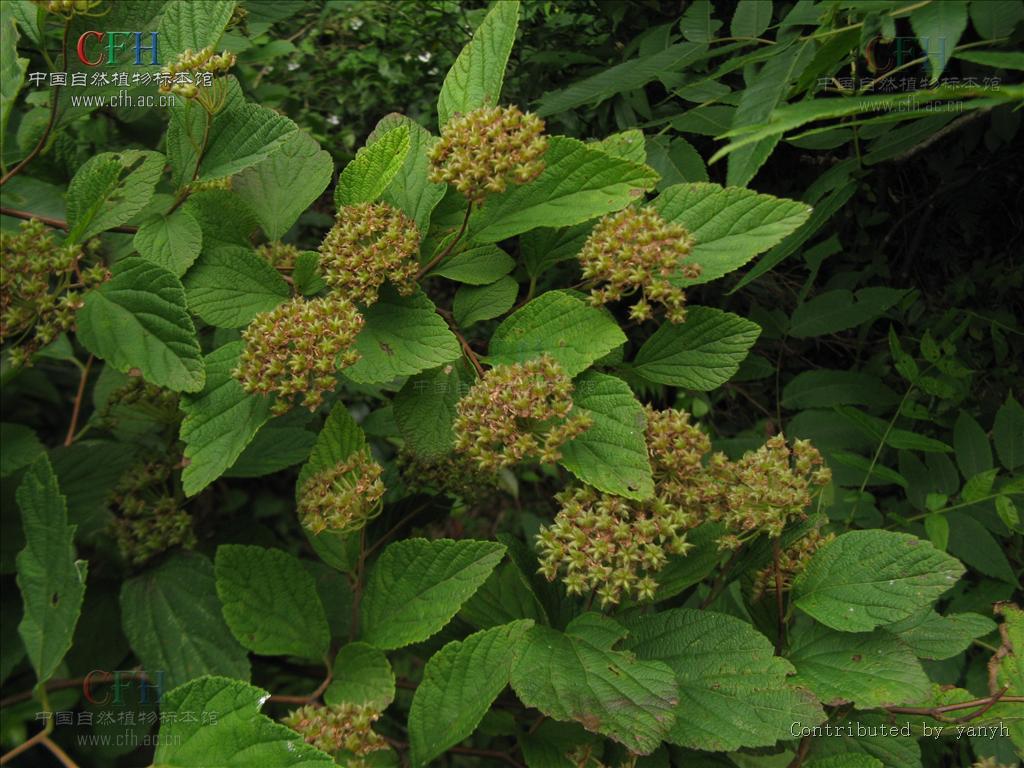  p>麻叶是潮汕一种特有的红麻的叶子,在以前是不吃的,因为 a target="