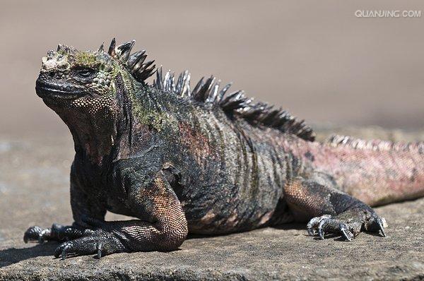  p>海鬣蜥(学名: i>amblyrhynchus cristatus /i