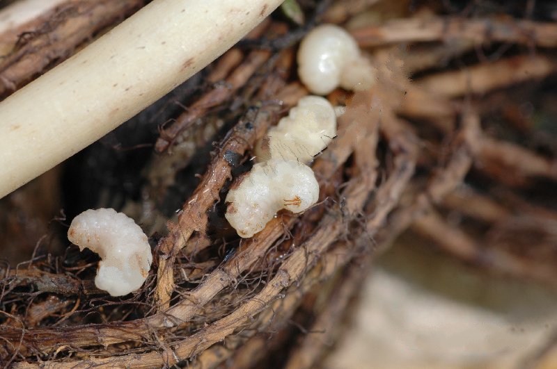  p>莲藕根金花虫属于鞘翅目,叶甲科.