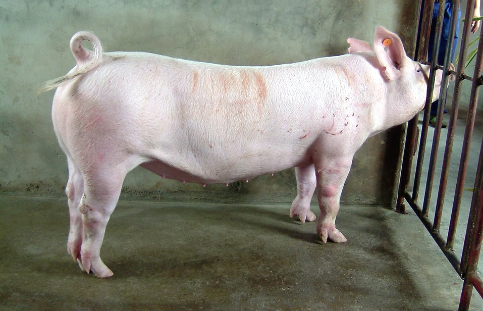  p>斯格猪原产于 a target="_blank" href="