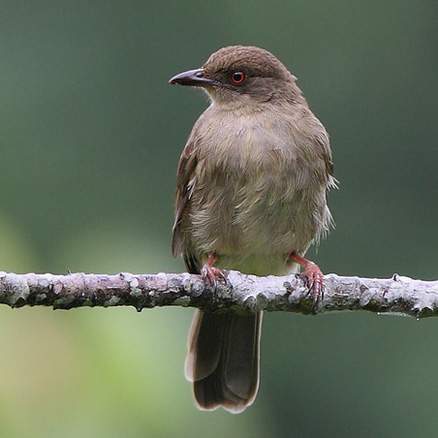 african red-eyed bulbul