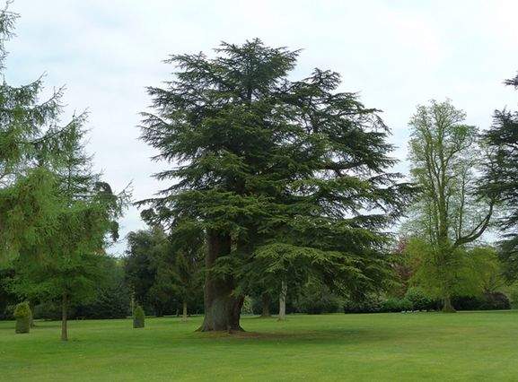 常绿乔木,树冠尖塔形,大枝平展,小枝略下垂.