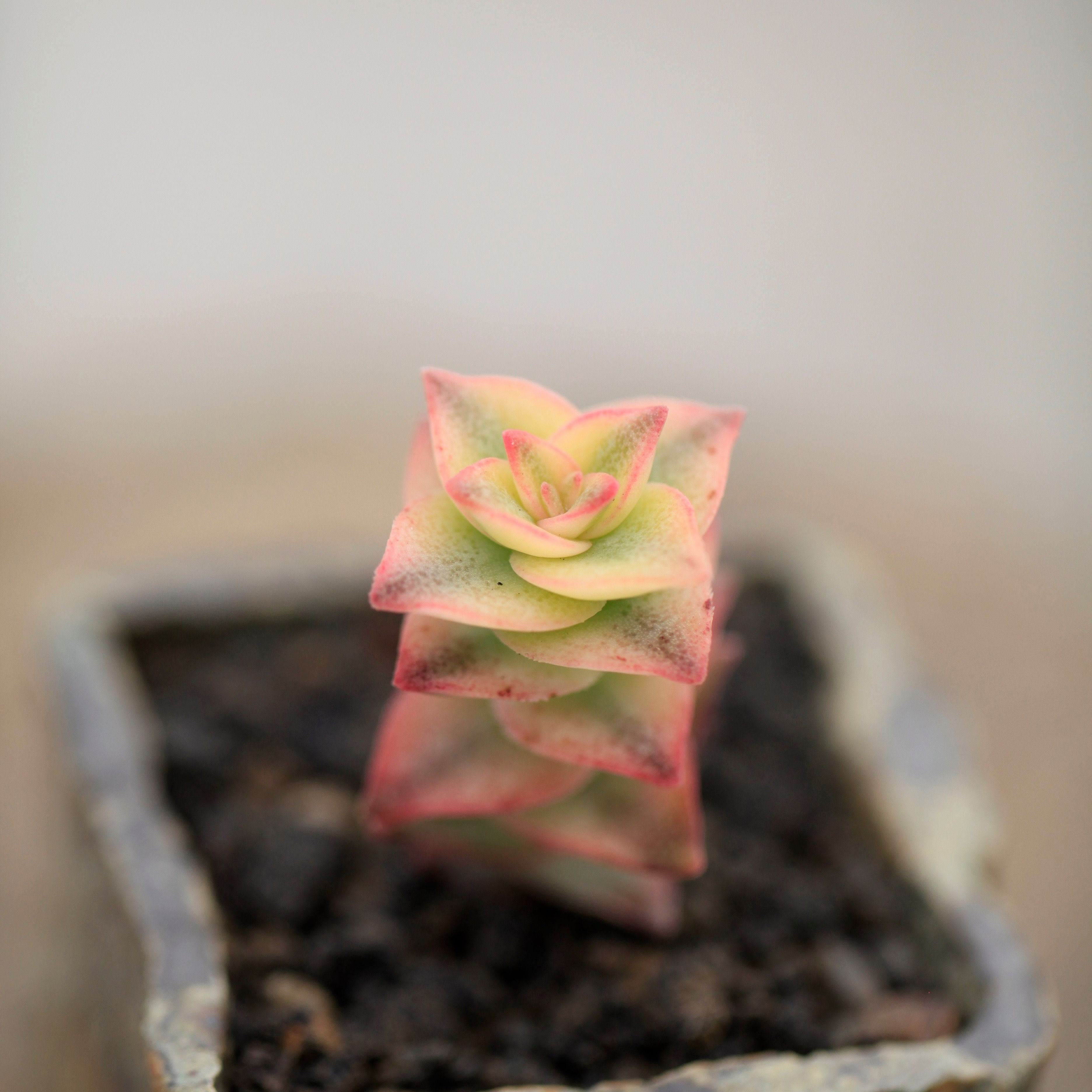 粉红十字星锦