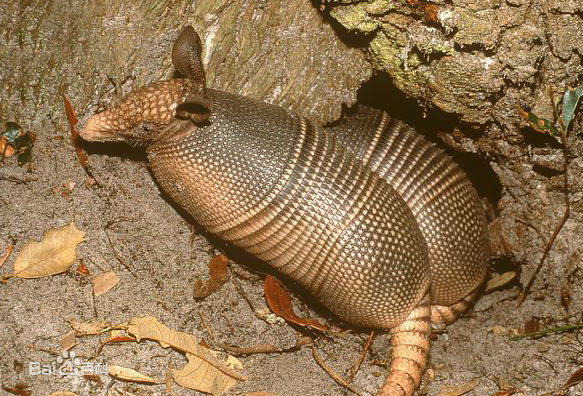 common long-nosed armadillo