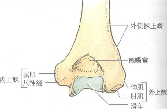  p data-id="gnblezni2h">外科颈,位于肱骨上段,解剖颈下2～3cm处的