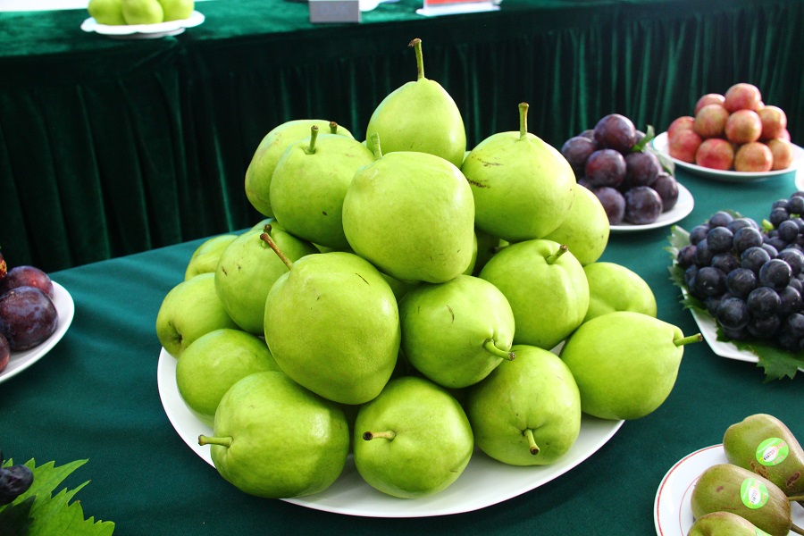 泸西高原梨