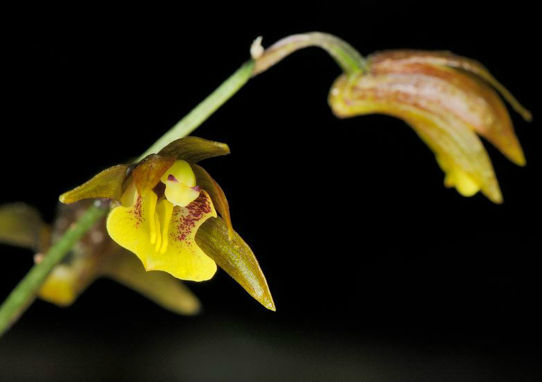  p>带唇兰(学名: i>tainia dunnii /i>  rolfe): a target="_blank"