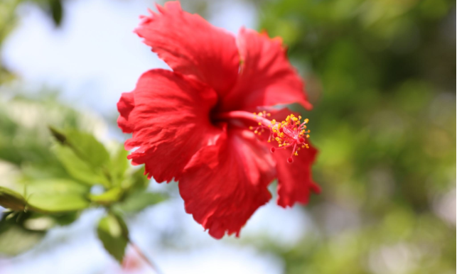 扶桑花 听名字就带来一年四季的浪漫馨香 百科ta说
