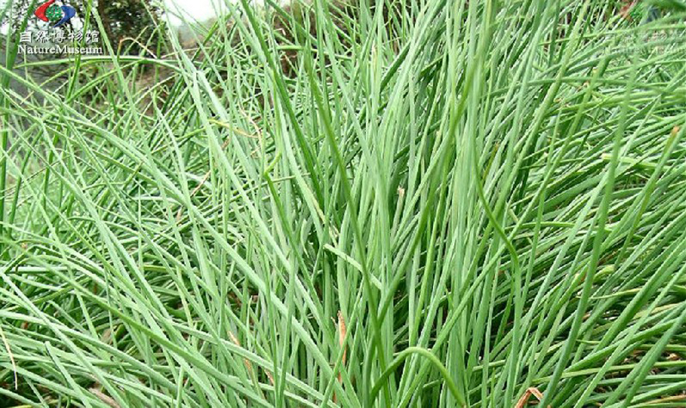  p>水韭属植物根茎短,不分枝,多为水生或沼地生.