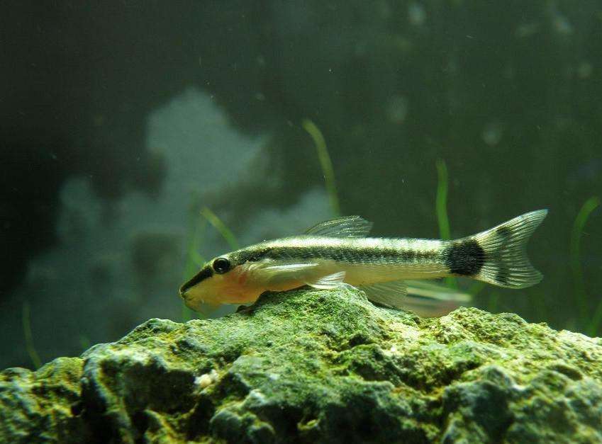  p data-id="gnws459rx9">小精灵鱼,学名筛耳鲶(中文学名待定,此种从