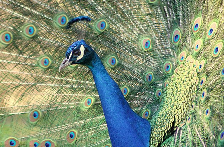  p>蓝孔雀(学名: i>pavo cristatus /i>):体长90-230厘米,翼展130-160