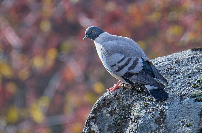 p>雪鸽(学名: i>columba leuconota /i>):是鸠鸽科鸽属的鸟类.