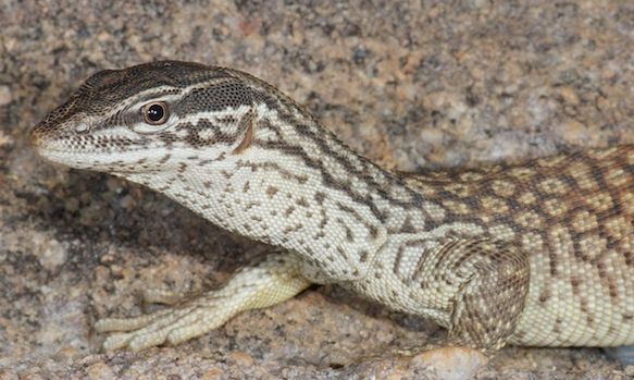  p>刺尾巨蜥(学名: i>varanus primordius /i>)是 a href="#" data