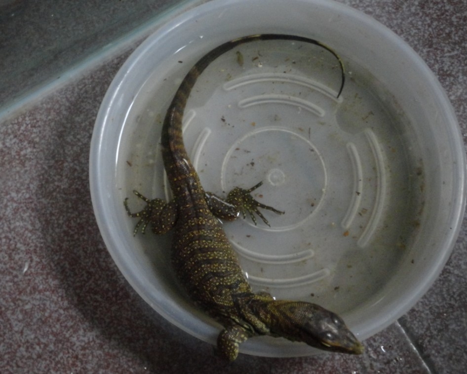 属的一种动物,包括所有 a data-lemmaid="84902">蜥蜴 /a>中最重的 a