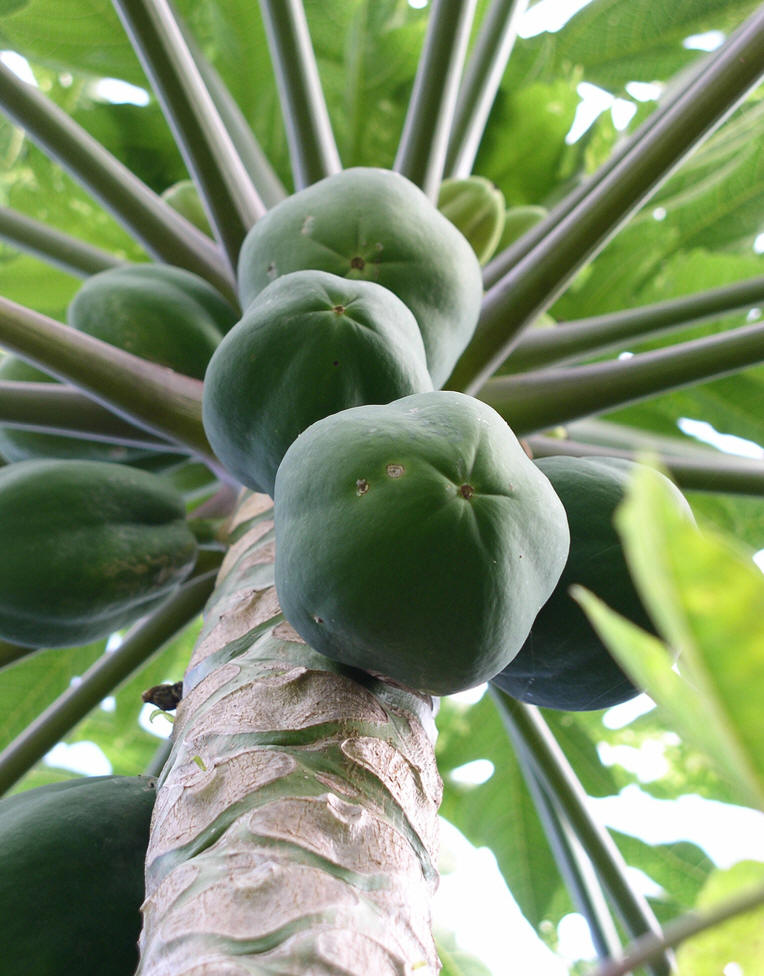  p>番木瓜,番木瓜科番木瓜属的常绿软木质小乔木,高达10米,具有乳汁