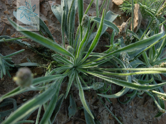  p>蛛毛车前,是一种 a target="_blank" href="/item/车前科/2297624"