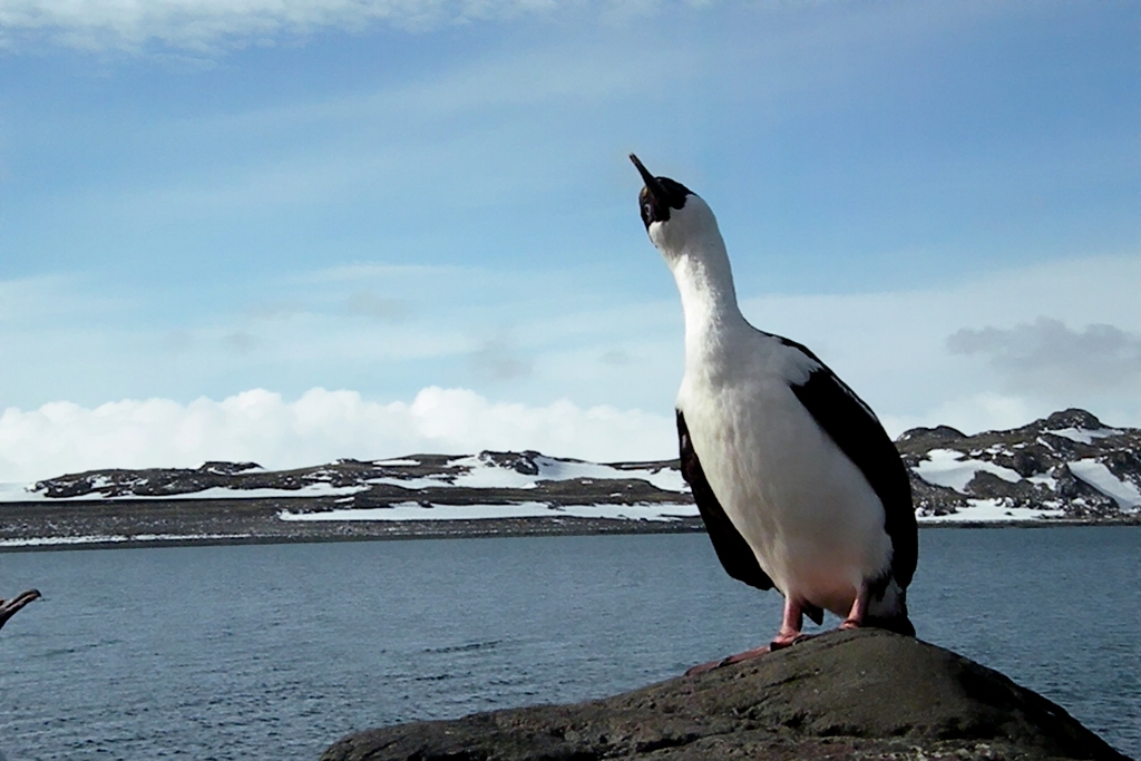 phalacrocorax atriceps