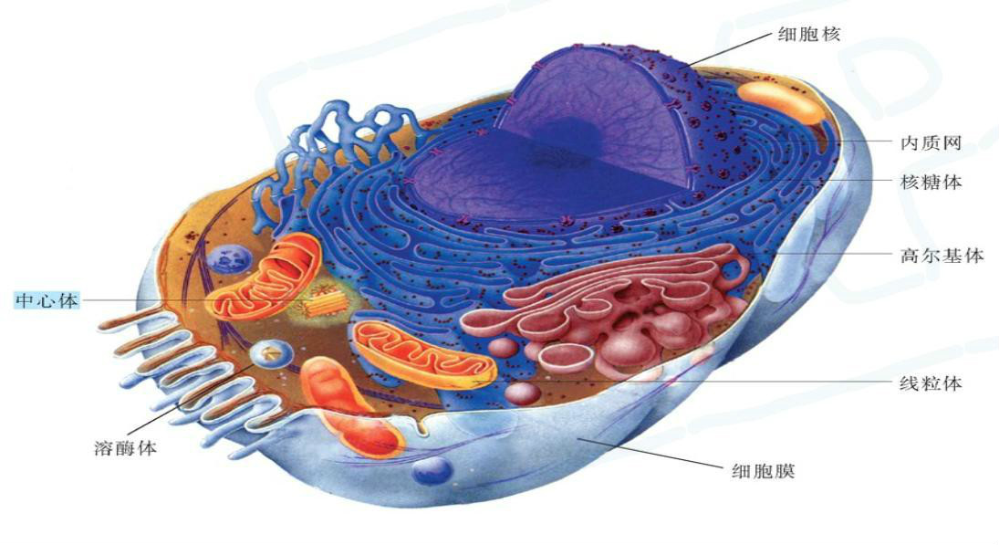  p>真核细胞 eukaryotic cell 指含有真核(被核膜包围的核)的细胞.
