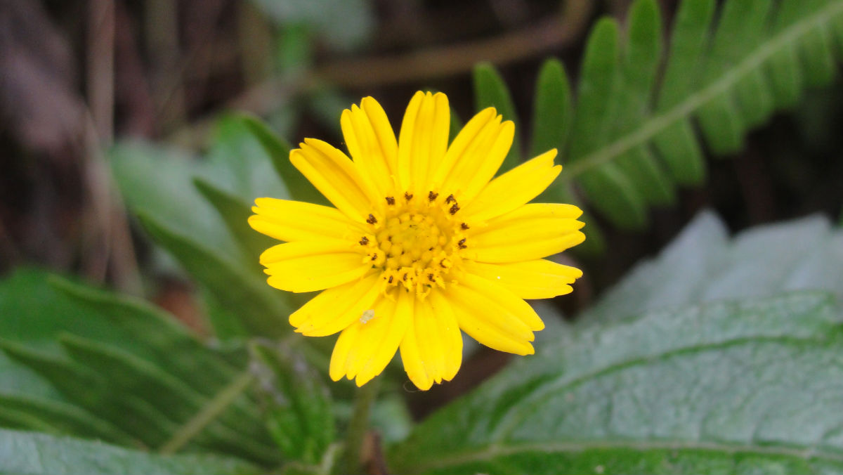  p>小山菊(学名:dendranthema oreastrum)为菊科 a href="#" data