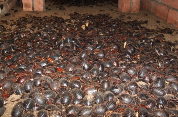  p>土元养殖,比较先进的是立体式恒温养殖法,此方法养殖土元经济效益