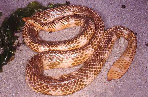  p>叶鳞剑尾海蛇(学名: i>aipysurus foliosquama /i>):体长60-90厘米