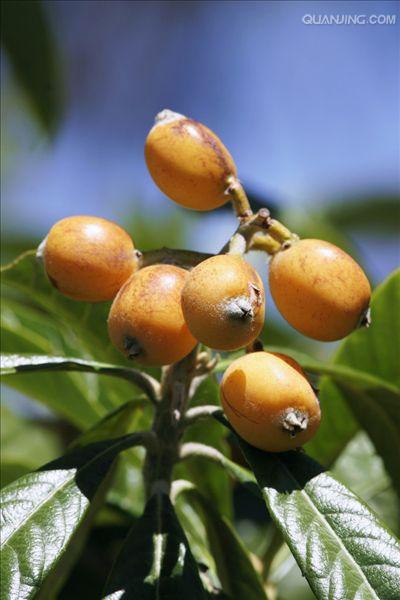  p>枇杷(学名: i>eriobotrya japonica  /i>(thunb.) lindl.