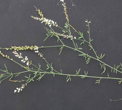  p>草木樨状黄耆(学名: i>astragalus melilotoides /i> pall.
