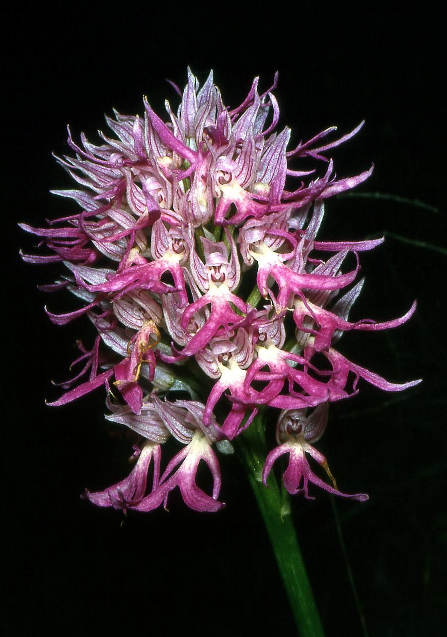  p>意大利红门兰(学名: i>orchis /i>  i>italica /i>  poir.