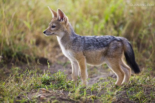  p>黑背胡狼(学名: i>canis mesomelas /i>):个头较小,长相似狗,行动