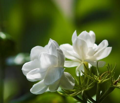 茉莉花