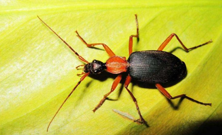  p>豆象科(bruchidae;bruchid),英文俗称 seed beetles.