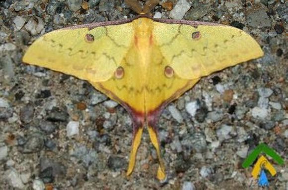  p>华尾大蚕蛾( i>actias sinensis  /i>walker, 1913)是 a target="