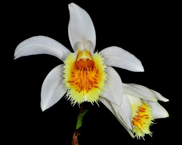  p>黄花独蒜兰(学名: i>pleione forrestii /i>  schltr.