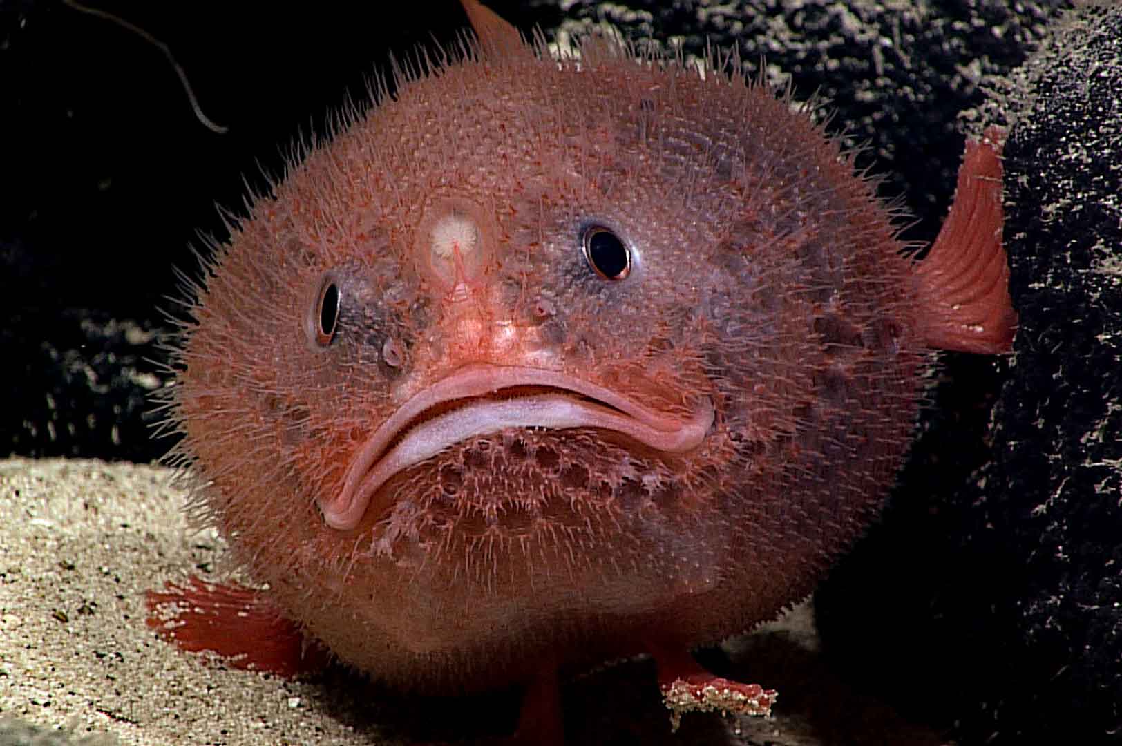 atus /p> p>英文名:red coffinfish /p> p>单棘躭鱼科桨躭鱼属一种