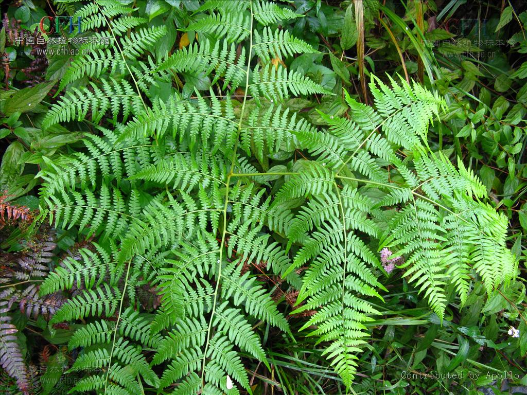 无毛;叶片卵状三角形,长宽各约70厘米,四回羽裂;基部羽片最大,长达60