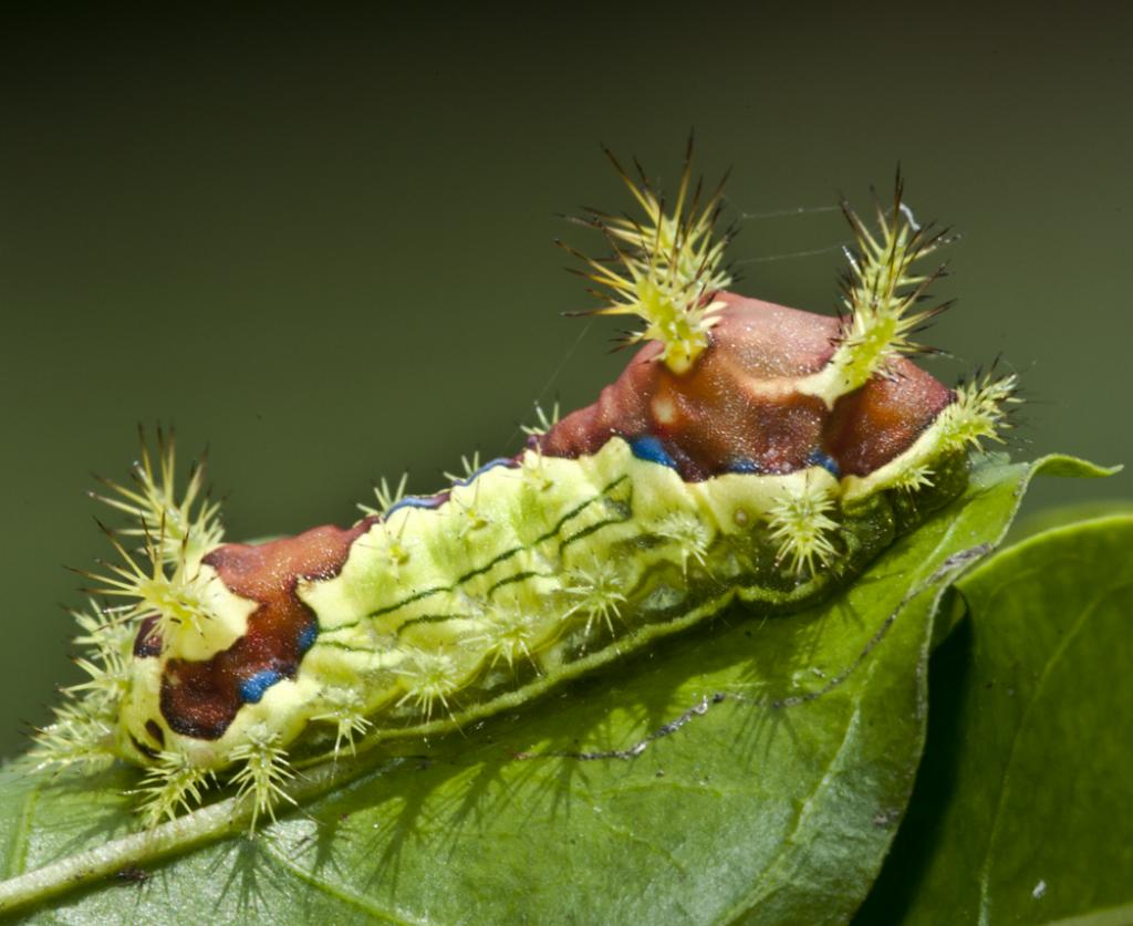  p>黄刺蛾, i>cnidocampa flavescens /i>(walker),属 a href="#"