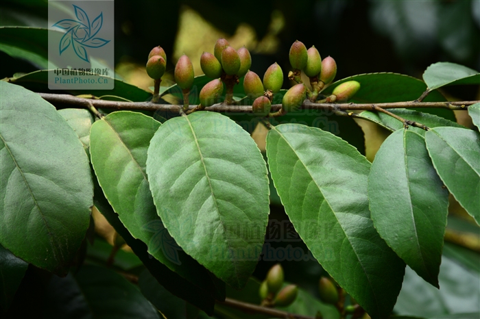  p>毛背桂樱( a href="#" data-lemmaid="8074290">学名 /a>:lauro