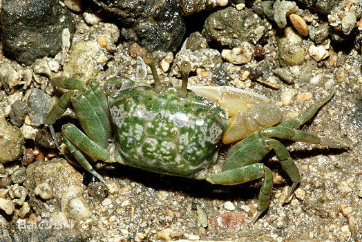  p>贾瑟琳招潮蟹(学名: i>uca jocelynae /i>):具有一对大小悬殊的 a