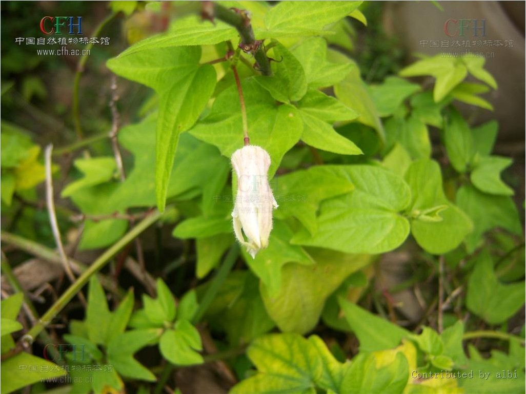 别名:燕尾草,羊蹄暗消,蝴蝶暗消,马蹄暗消,飞蛾草,半边风,羊蹄草