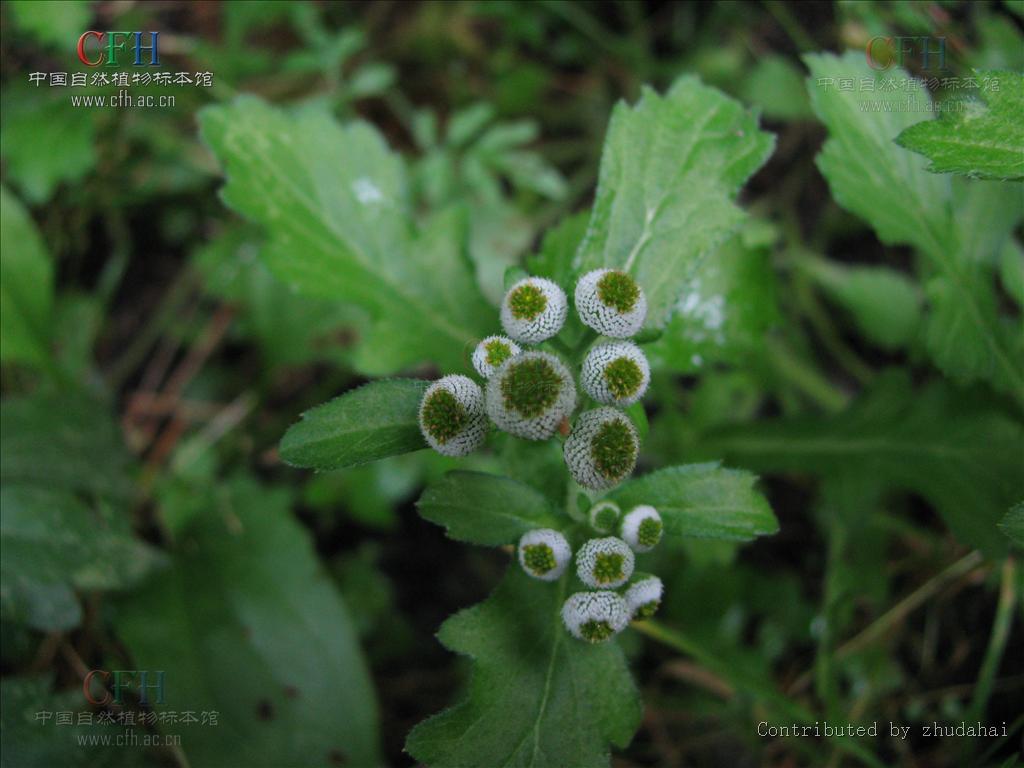  p>鱼眼草属双子叶植物纲 a href="#">菊科 /a>植物.