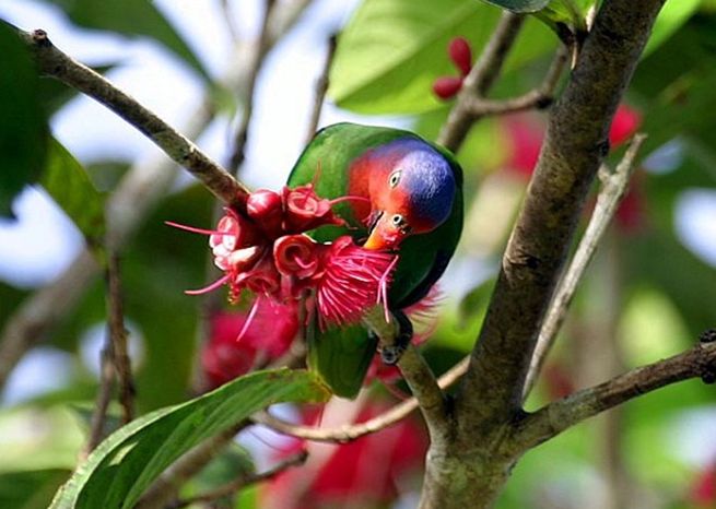  p>红颊鹦鹉(学名:geoffroyus geoffroyi)体长约21厘米,体重135～180