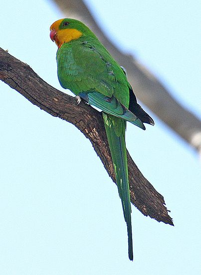  p>超级鹦鹉(学名:polytelis swainsonii)是典型的 a href="#" data