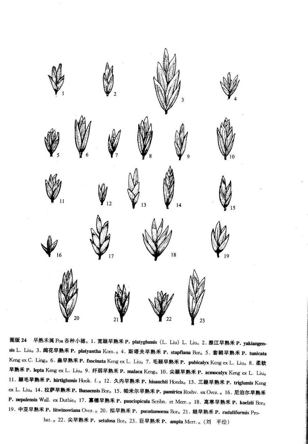 p>斯塔夫早熟禾(拉丁文:poa stapfiana bor)是 a target="_blank"